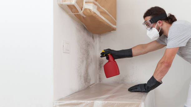 Professional Basement Mold Remediation technician working in Westville, IL