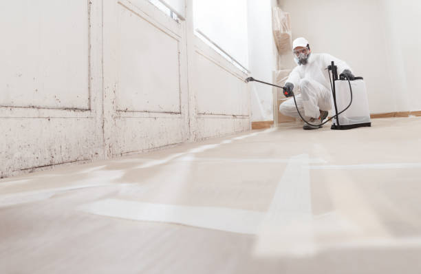 24/7 Emergency Basement Mold Remediation experts in Westville, IL