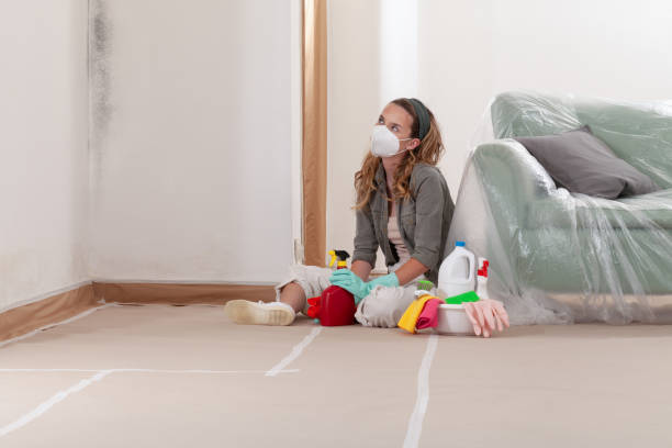 Reliable Basement Mold Remediation contractor in Westville, IL by Car Mold Remediation