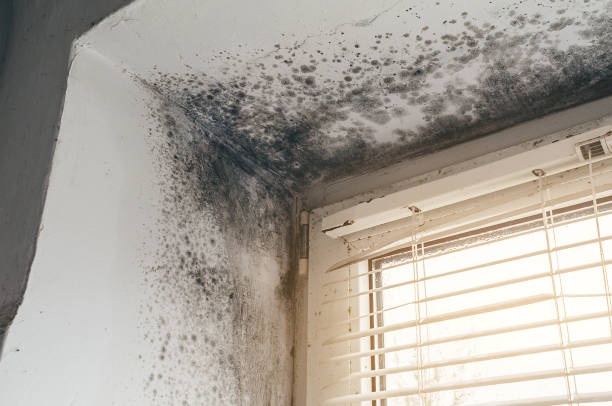Affordable Basement Mold Remediation solutions in Westville, IL