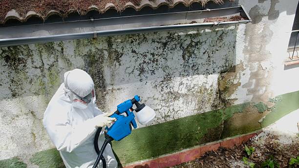 Top rated local Basement Mold Remediation specialists in Westville, IL